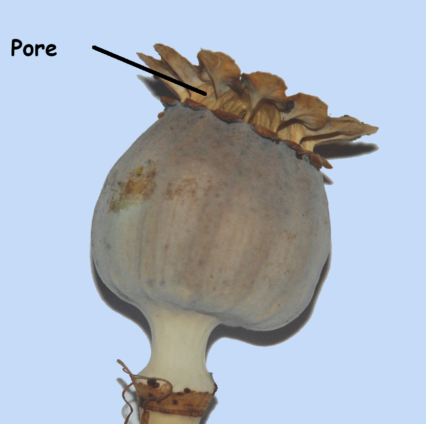 capsule poricide de Papaver somniferum
