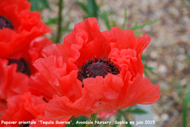 Papaver orientale 'Tequila Sunrise'