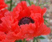 Papaver 'Tequila Sunrise'