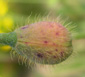 Bouton de P. atlanticum