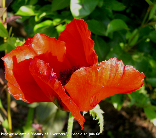 Papaver orientale 'Beauty of Livermere'