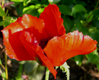 Papaver orientale 'Beauty of Livermere'