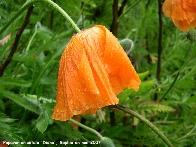 Papaver orientale 'Diana'