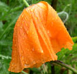 Papaver orientale 'Diana'