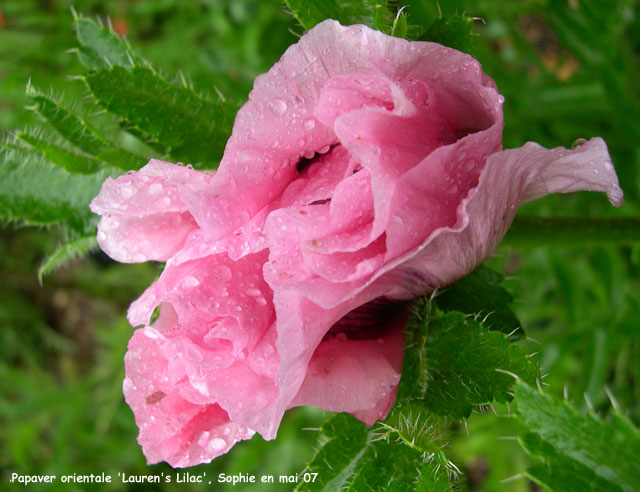 Papaver orientale 'Lauren's Lilac'