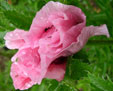 Papaver orientale 'Lauren's Lilac'