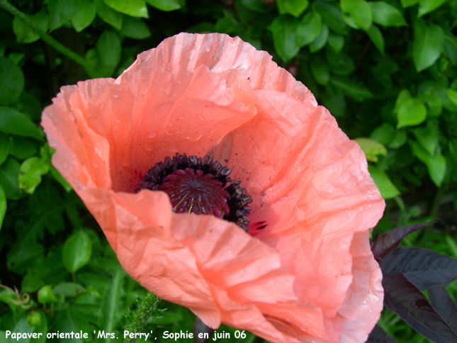 Papaver orientale 'Mrs. Perry'