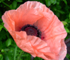 Papaver orientale 'Mrs. Perry'