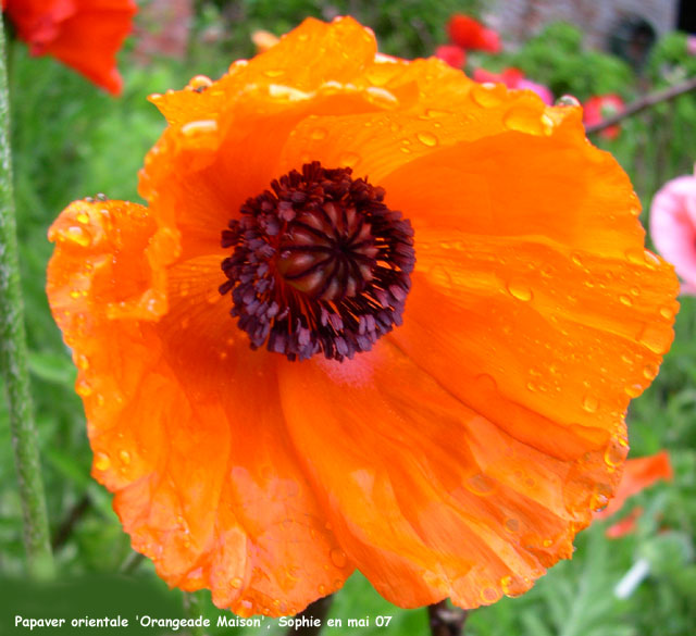 Papaver orientame 'Orangeade Maison'