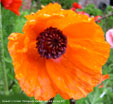 Papaver orientale 'Orangeade Maison'