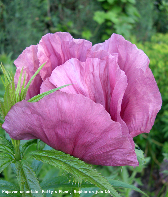 Papaver orientale 'Patty's Plum'