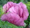 Ppapaver orientale ''Patty's Plum''