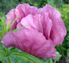 Papaver orientale 'Patty's Plum'