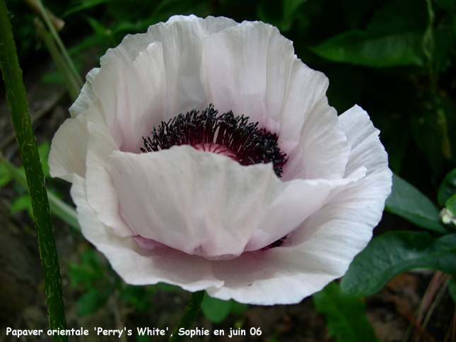 Papaver orientale 'Perry's White'