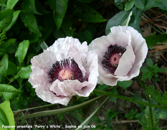 Papaver orientale 'Perry's White'