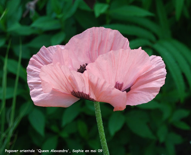 Papaver orientale 'Queen Alexandra'