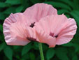 Papaver orientale  'Queen Alexandra'