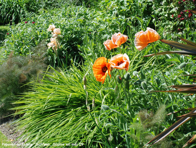 Papaver orientale 'Saffron'