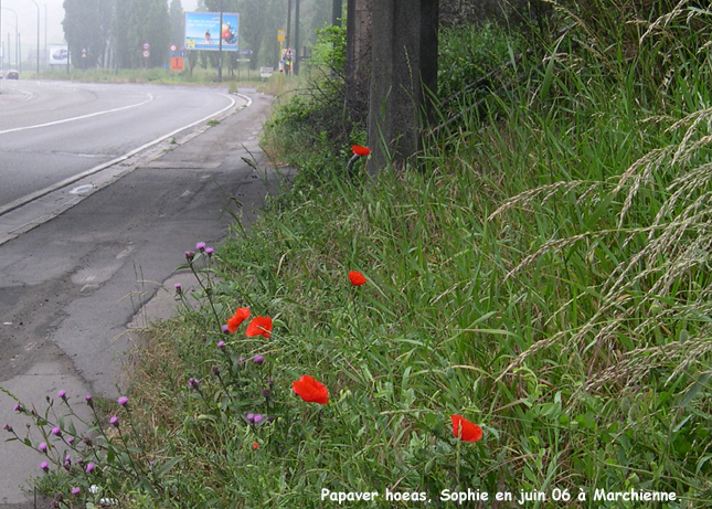 Papaver rhoeas