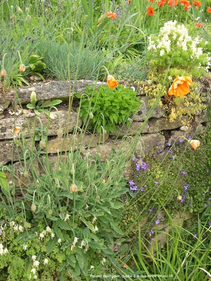 Papaver rupifragum