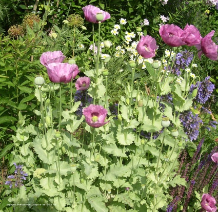 Papaver somniferum