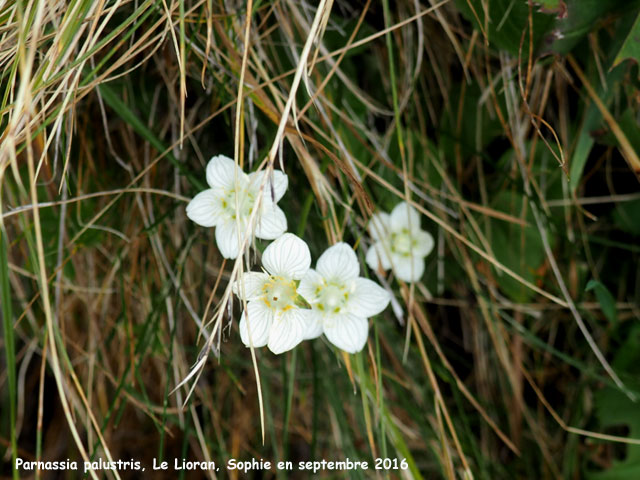 Parnassia palustris