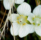 Parnassia palustris