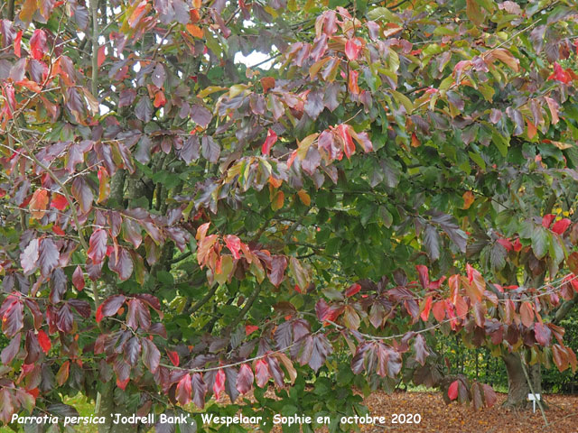 Parrotia persica 'Jodrell Bank'