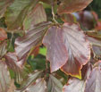 Parrotia persica 'Jodrell Bank'