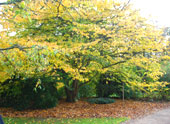 Parrotia persica