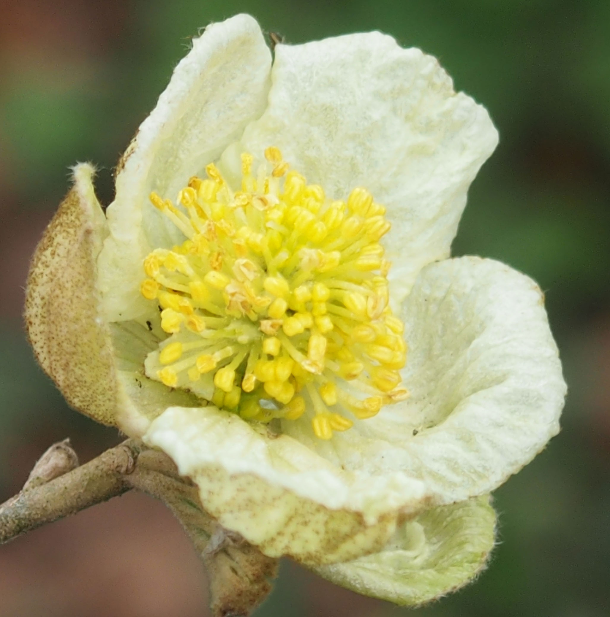 Parrotiopsis jacquemontiana