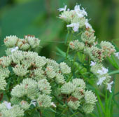 Parthenium integrifolium