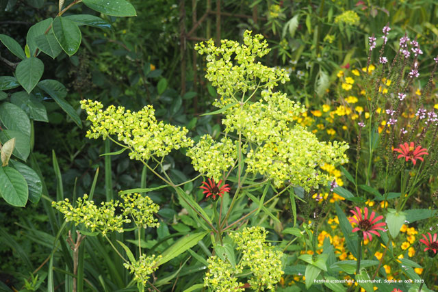 Patrinia scabiosifolia