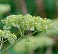 Patrinia scabiosofolia