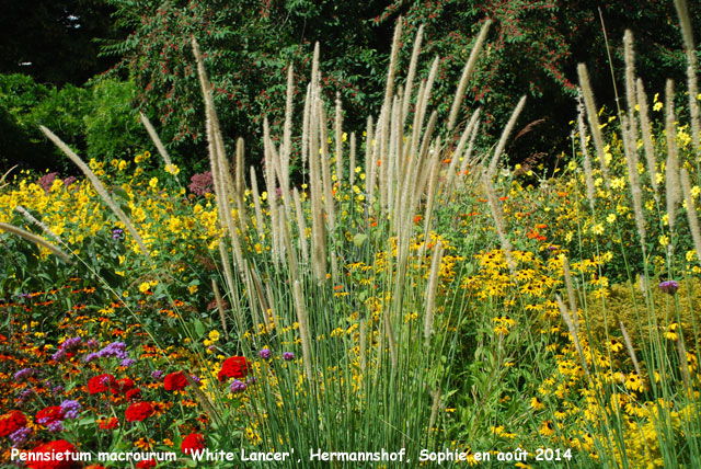 Pennisetum macrourum 'White Lancer'