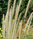 Pennisetum macrourum 'White Lancer'