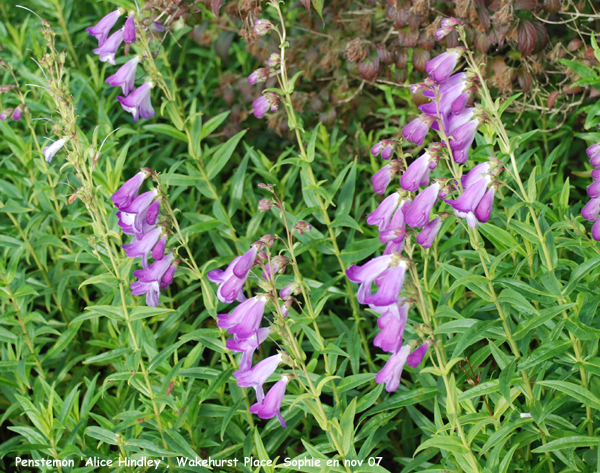 Penstemon 'Alice Hindley'