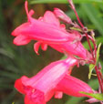 Penstemon 'Andenken an Friedriech Hahn'