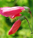 Penstemon barbatus subsp. coccineus