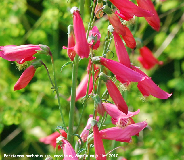 Penstemon barbatus 'Coccineus'