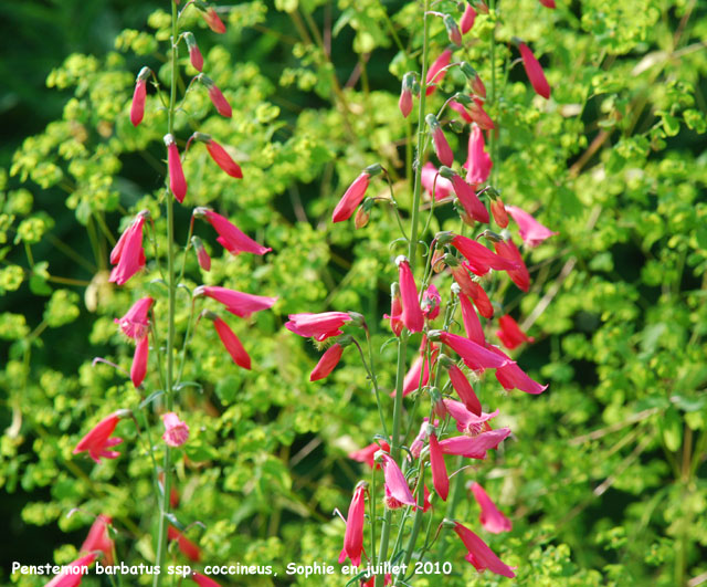 Penstemon barbatus 'Coccineus'