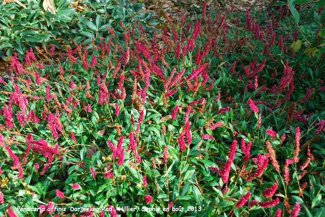 Persicaria affinis 'Darjeeling Red'