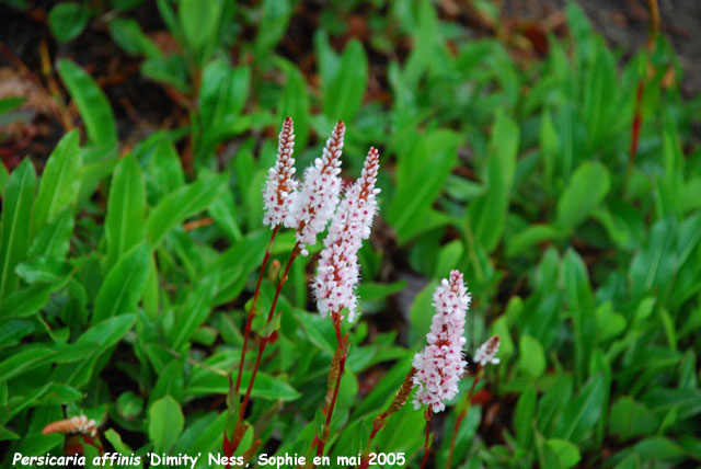 Persicaria affinis 'Dimity'