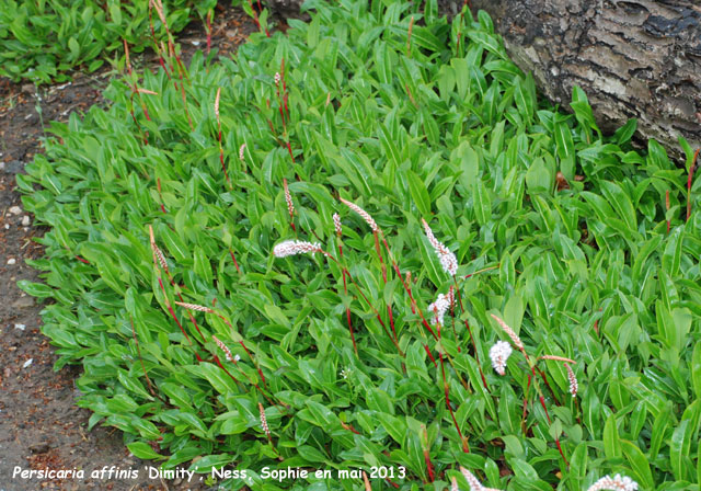 Persicaria affinis 'Dimity'