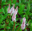 Persicaria affinis 'Dimity'