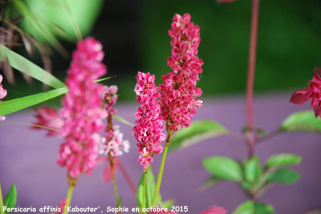 Persicaria affinis 'Kabouter'