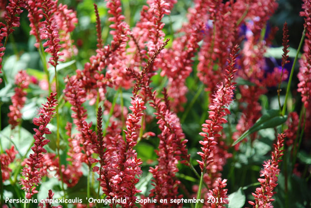 Persicaria amplexicaulis 'Orange Field'