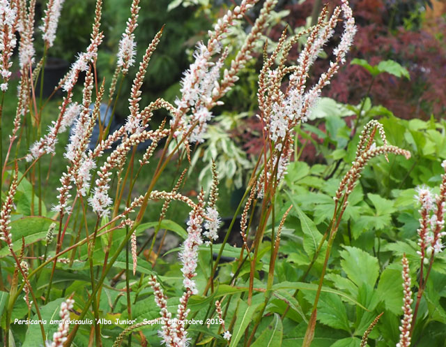 Persicaria amplexicaulis 'Alba Junior'