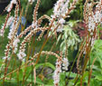 Persicaria amplexicaulis 'Alba Junior'