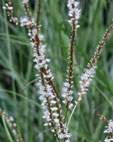 Persicaria amplexicaulis 'Alba'